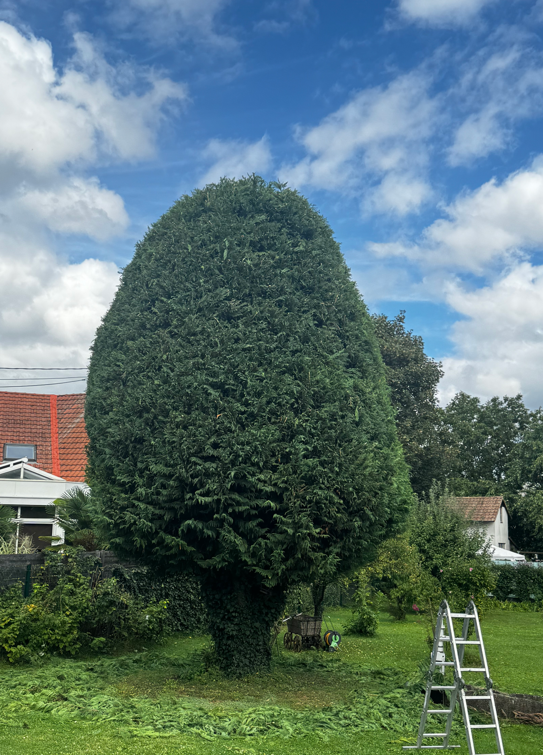 taille - Louis Deckert - Elagage - Aménagement paysager - Jardins